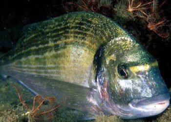 Il microbiota della pelle: il codice per decifrare la salute delle orate d’allevamento