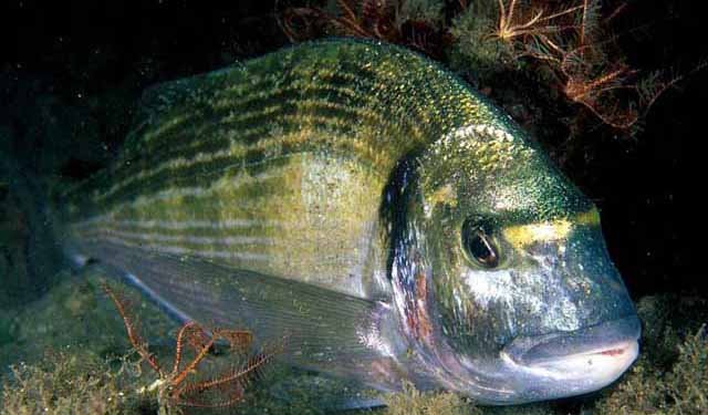 Il microbiota della pelle: il codice per decifrare la salute delle orate d’allevamento