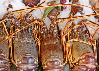 In aumento le esportazioni di prodotti ittici australiani