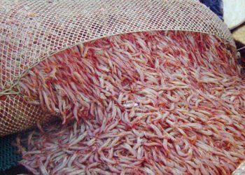 L'Argentina è il terzo fornitore di gamberi in Giappone