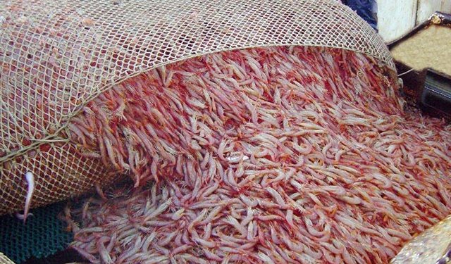 L'Argentina è il terzo fornitore di gamberi in Giappone