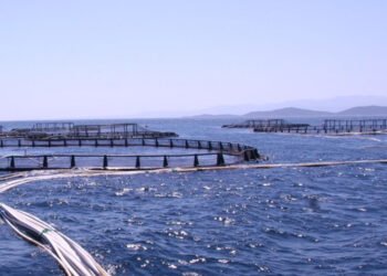 La Turchia si prepara alla forte acellerazione del settore dell'acquacoltura