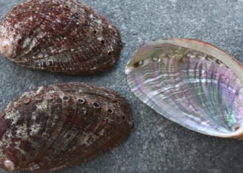 Orecchio di mare: uno studio ne auspica il salto dalla gastronomia alla farmacologia