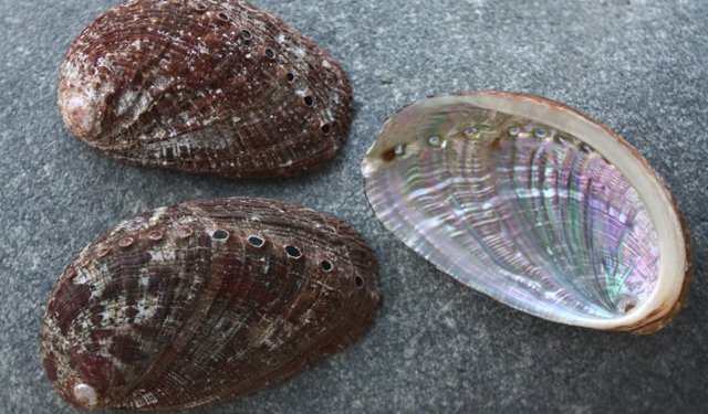 Orecchio di mare: uno studio ne auspica il salto dalla gastronomia alla farmacologia