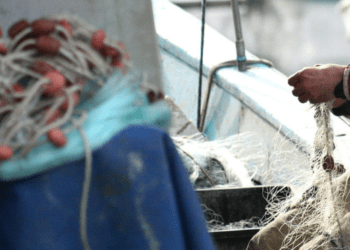 MiPAAF: le ripercussioni del conflitto Russia-Ucraina sul mercato alimentare e l’attuazione dei Piani strategici della PAC al centro del Consiglio Agricoltura Ue