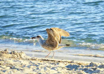 L'UE si impegna a favore della biodiversità oceanica