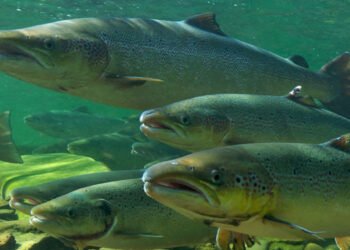 SBS e l'allevamento di salmoni più intelligente del mondo