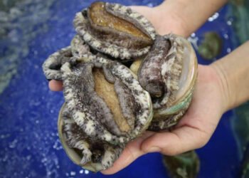 Ultrasuoni per migliorare senza stress la riproduzione dell'abalone