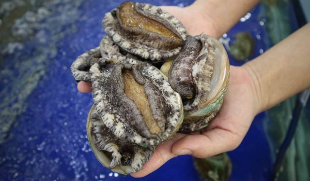 Ultrasuoni per migliorare senza stress la riproduzione dell'abalone
