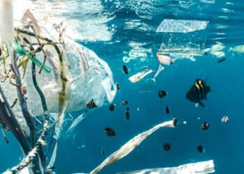 Una ricerca collega i rifiuti plastici in mare alla diffusione di specie invasive