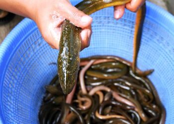 Formulata una nuova ipotesi imprinting/retracing sulla migrazione delle anguille