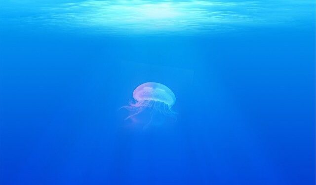 Il mare in "pillole": il racconto dei cambiamenti climatici nelle AMP