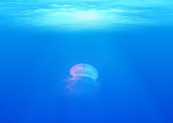 Il mare in "pillole": il racconto dei cambiamenti climatici nelle AMP