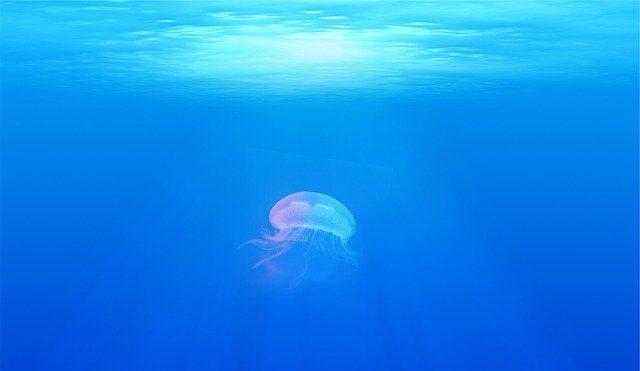 Il mare in "pillole": il racconto dei cambiamenti climatici nelle AMP