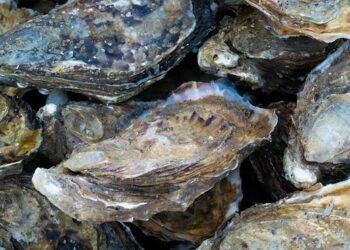 Diete a base di microalghe per l’ostreicoltura: dal Portogallo buone nuove