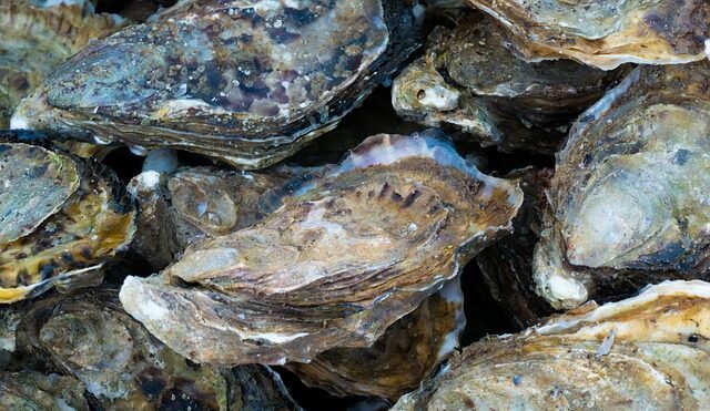 Diete a base di microalghe per l’ostreicoltura: dal Portogallo buone nuove