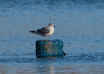 Progetto "Marless", accordo tra Regione Puglia e Arpa