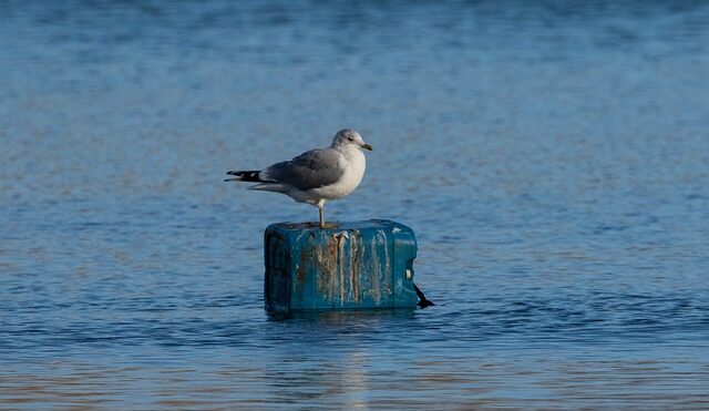 Progetto "Marless", accordo tra Regione Puglia e Arpa