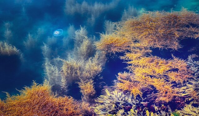 Coltivazione di alghe, la nuova iniziativa in India