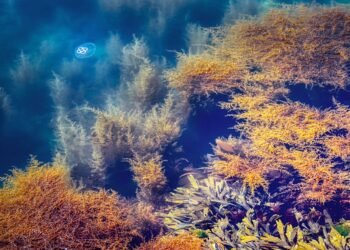 Coltivazione di alghe, la nuova iniziativa in India