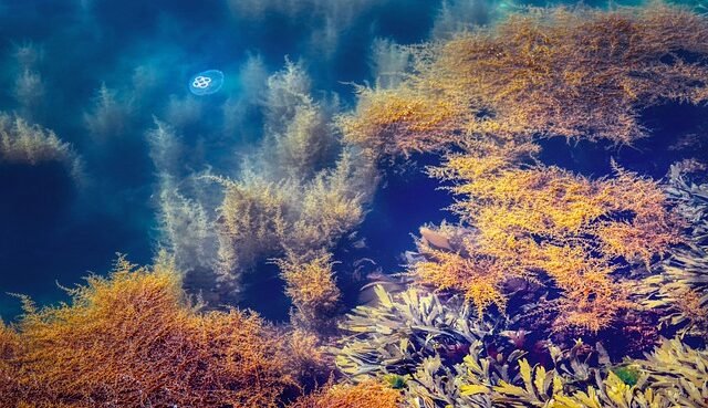 Coltivazione di alghe, la nuova iniziativa in India