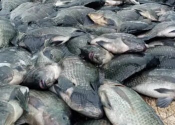 26 gradi Celsius: temperatura ideale per l'allevamento di tilapia del Nilo