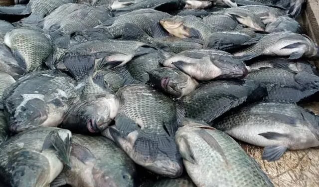 26 gradi Celsius: temperatura ideale per l'allevamento di tilapia del Nilo