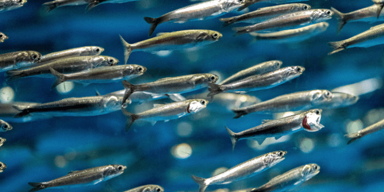 La tracciabilità e la valorizzazione delle acciughe per una nuova cooperazione tra Italia e Tunisia