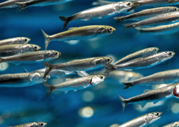 La tracciabilità e la valorizzazione delle acciughe per una nuova cooperazione tra Italia e Tunisia