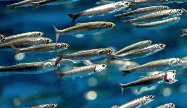 La tracciabilità e la valorizzazione delle acciughe per una nuova cooperazione tra Italia e Tunisia