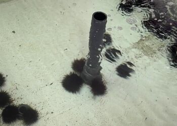 La valorizzazione dei ricci di mare a Procida tra innovazione e tutela della biodiversità marina