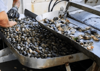 Molluschi e crostacei dell'Emilia-Romagna prodotti principe nella Settimana Santa