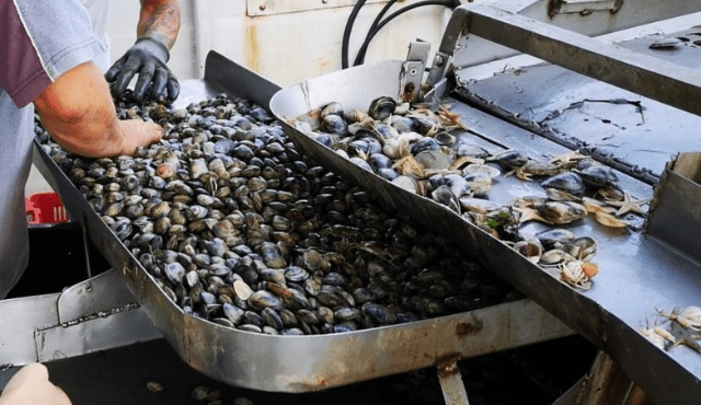 Molluschi e crostacei dell'Emilia-Romagna prodotti principe nella Settimana Santa