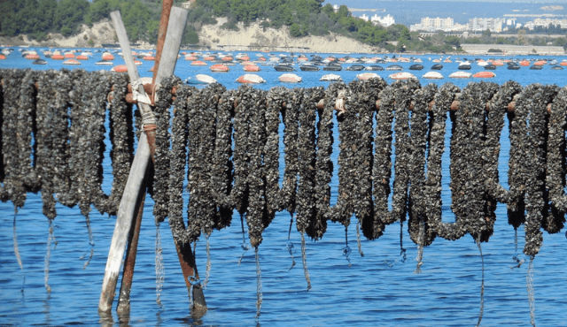 Presentazione del "Presidio Slow Food della cozza nera tarantina"