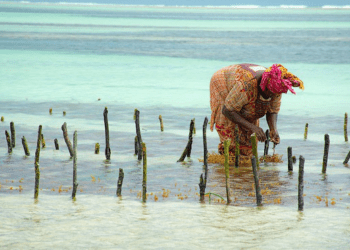 Algocoltura in Africa come possibilità di sviluppo