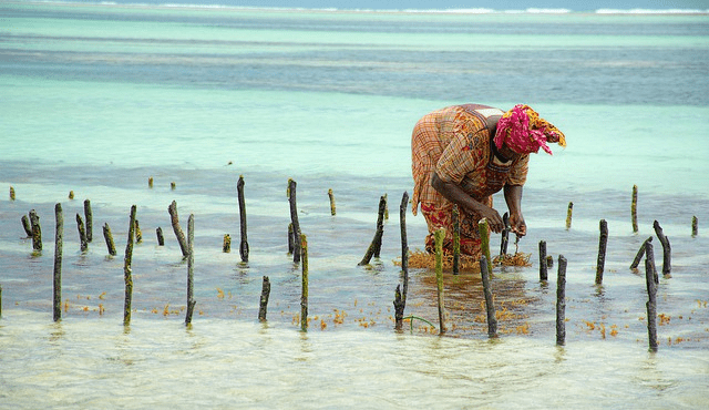 Algocoltura in Africa come possibilità di sviluppo