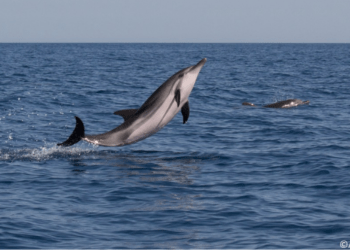 Giornata del Mare: il golfo di Catania sede delle celebrazioni