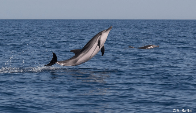 Giornata del Mare: il golfo di Catania sede delle celebrazioni
