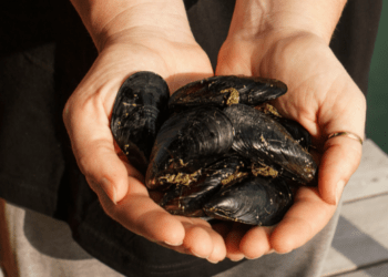 Cozza di Scardovari DOP, prodotto premium della gastronomia ittica italiana