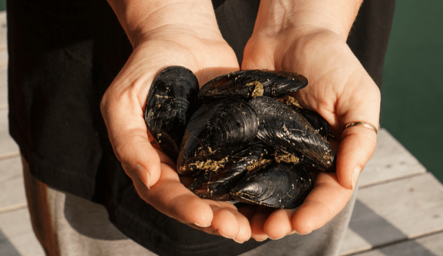 Cozza di Scardovari DOP, prodotto premium della gastronomia ittica italiana