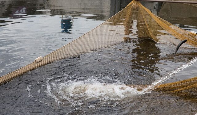 Aquaculture Europe, la FAO organizza il suo "special day"