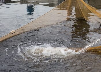 Aquaculture Europe, la FAO organizza il suo "special day"