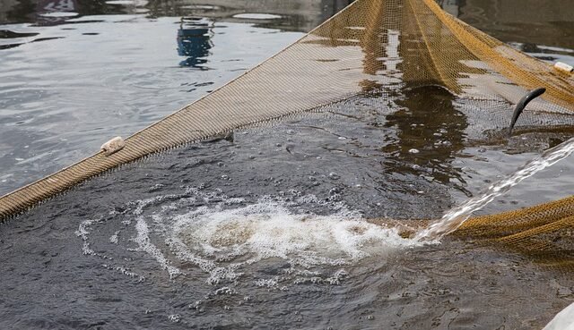 Aquaculture Europe, la FAO organizza il suo "special day"