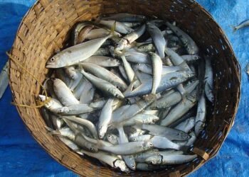 Farina e olio di pesce: le stime secondo l'IFFO