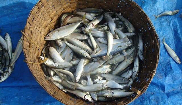 Farina e olio di pesce: le stime secondo l'IFFO