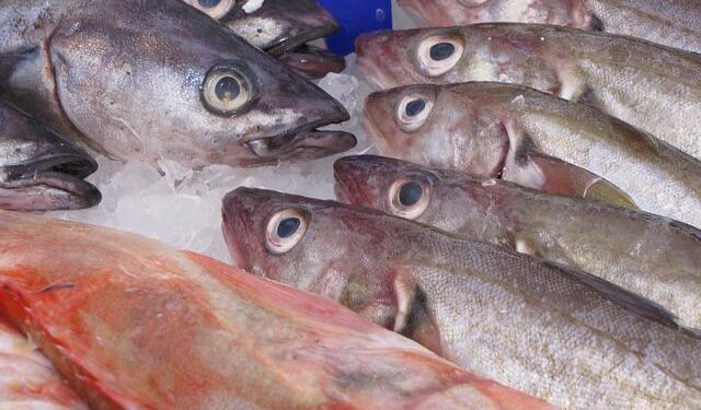 Fuori la newsletter trimestrale di BMTI sul mercato ittico italiano