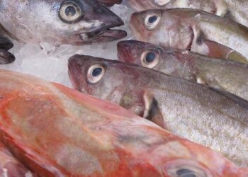 Fuori la newsletter trimestrale di BMTI sul mercato ittico italiano
