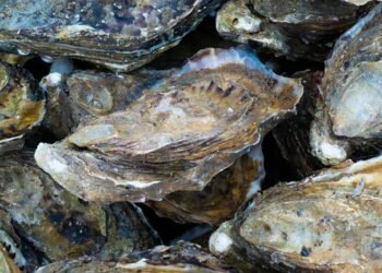 Barriere di ostriche, buone notizie per il ripopolamento della specie