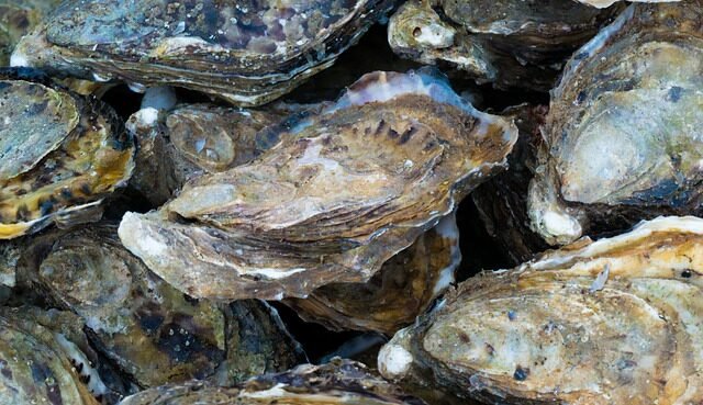 Barriere di ostriche, buone notizie per il ripopolamento della specie