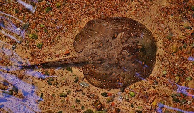 I pesci possono eseguire semplici calcoli, lo afferma una ricerca